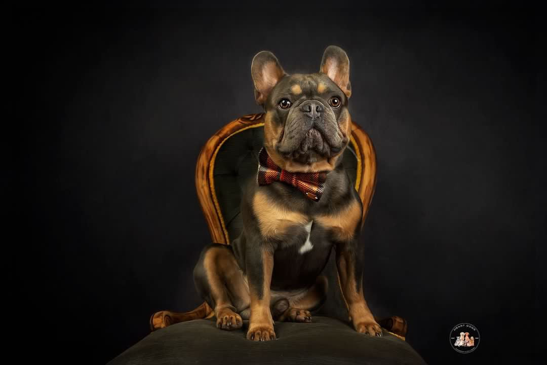 Dapper Bowties for Dogs and their Owners