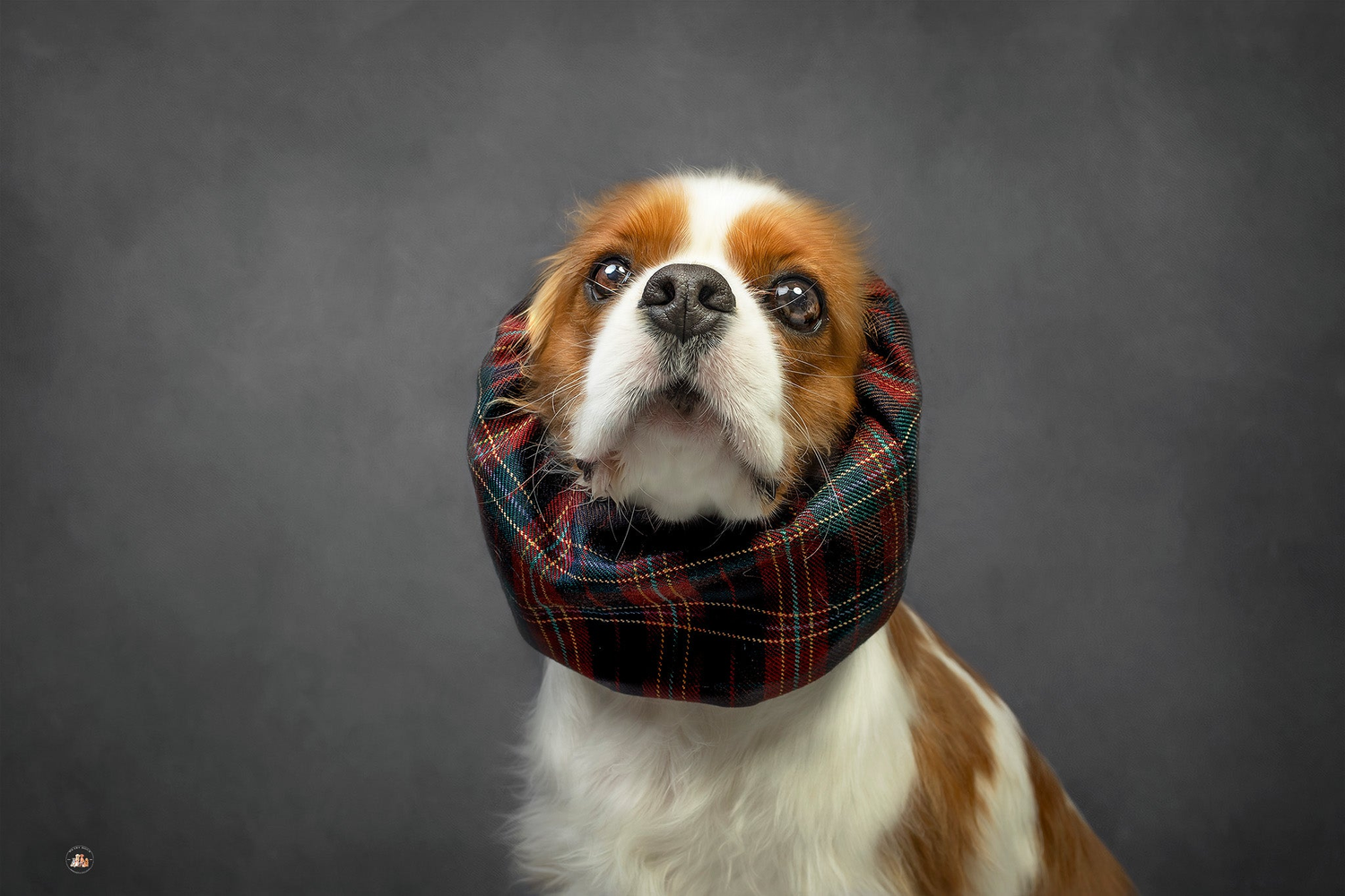 Dapper Snood