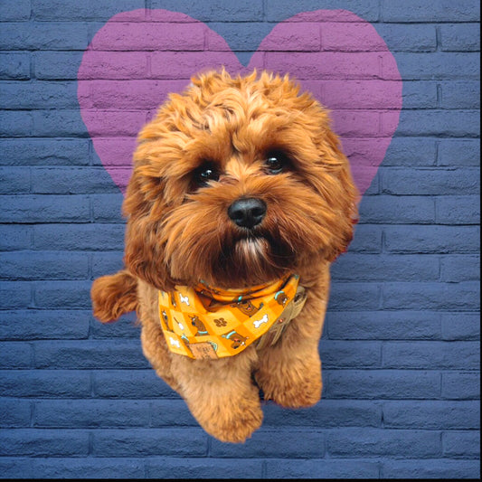 Scooby Doo | Dog Bandana