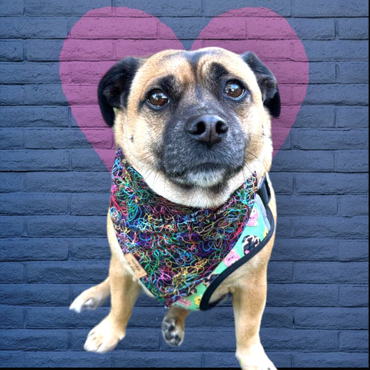 Rainbow Swirl | Dog Bandana