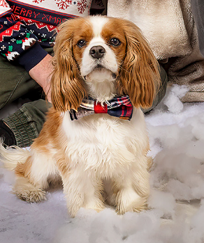 Christmas Blue & Red Tartan | Dog Bow Ties