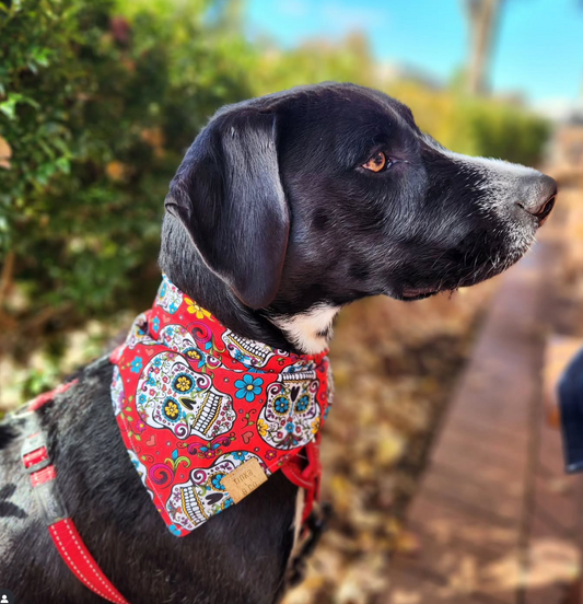 Red Skulls | Dog Bandana