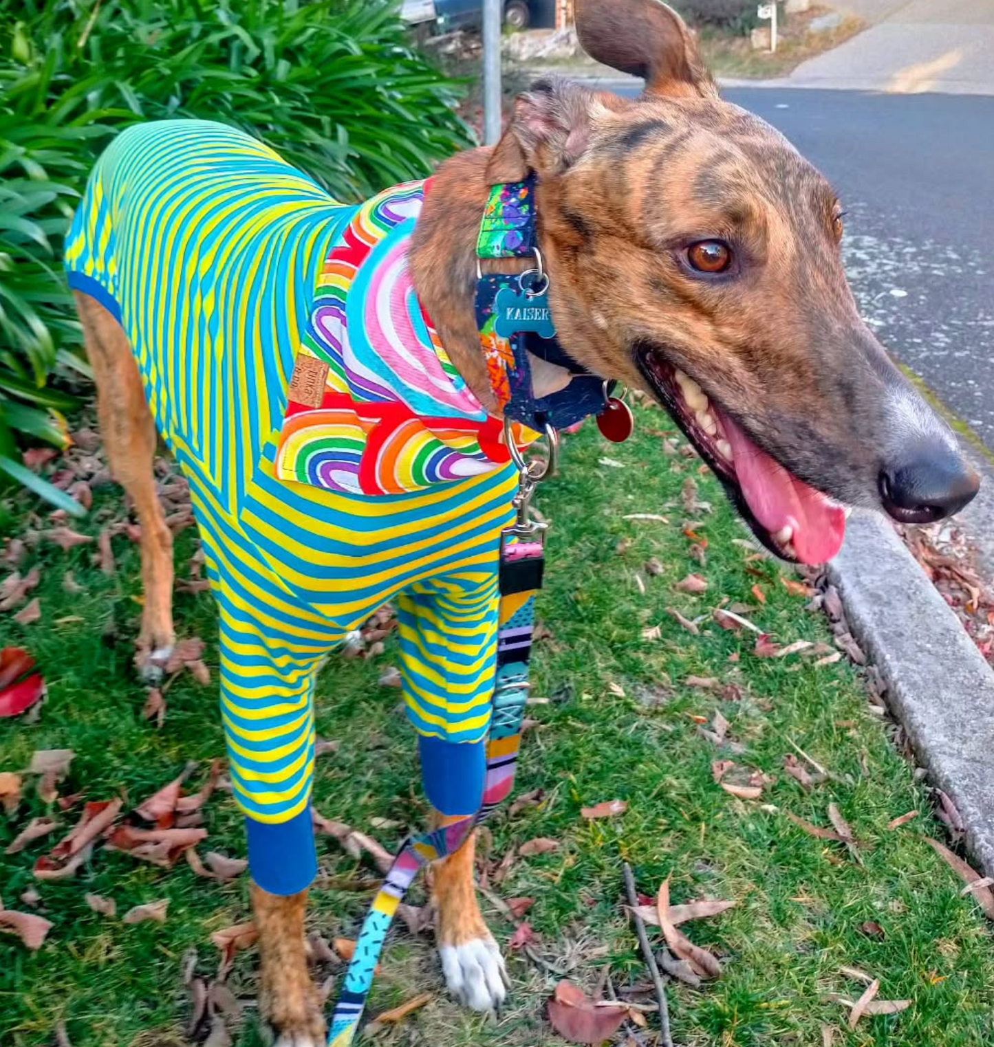 Rainbow Pride | Dog Bandana