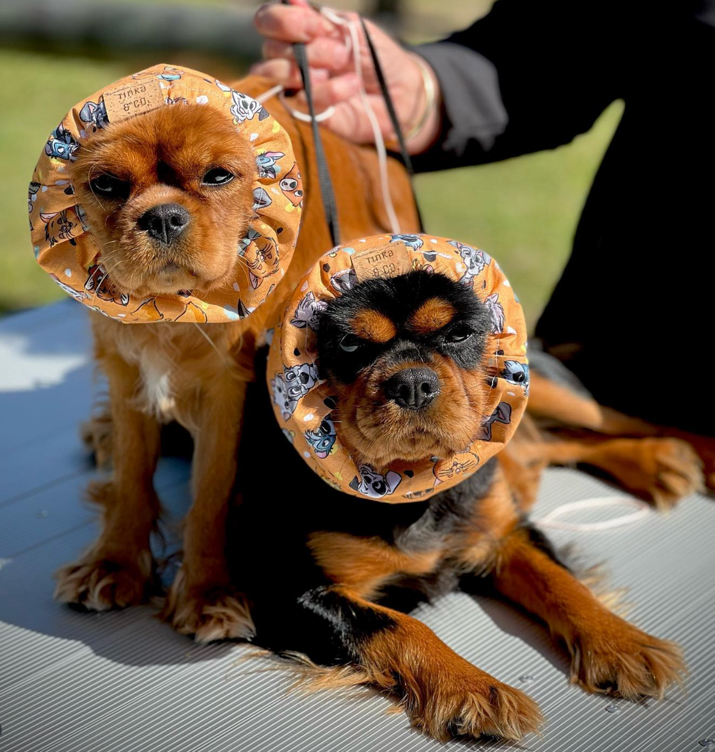 Lady & The Tramp | Snood