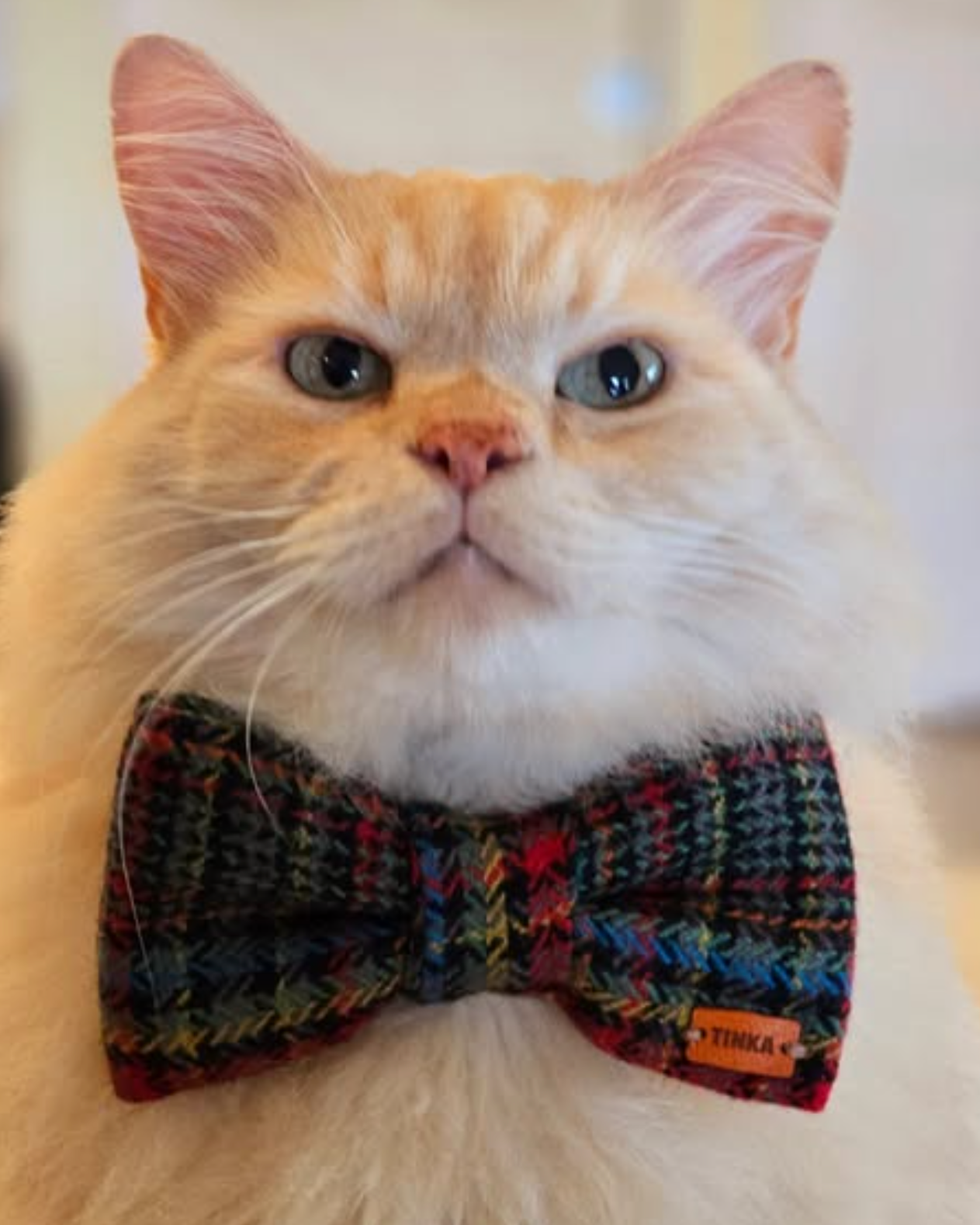 Cat wearing a colorful bow tie with a blurred background