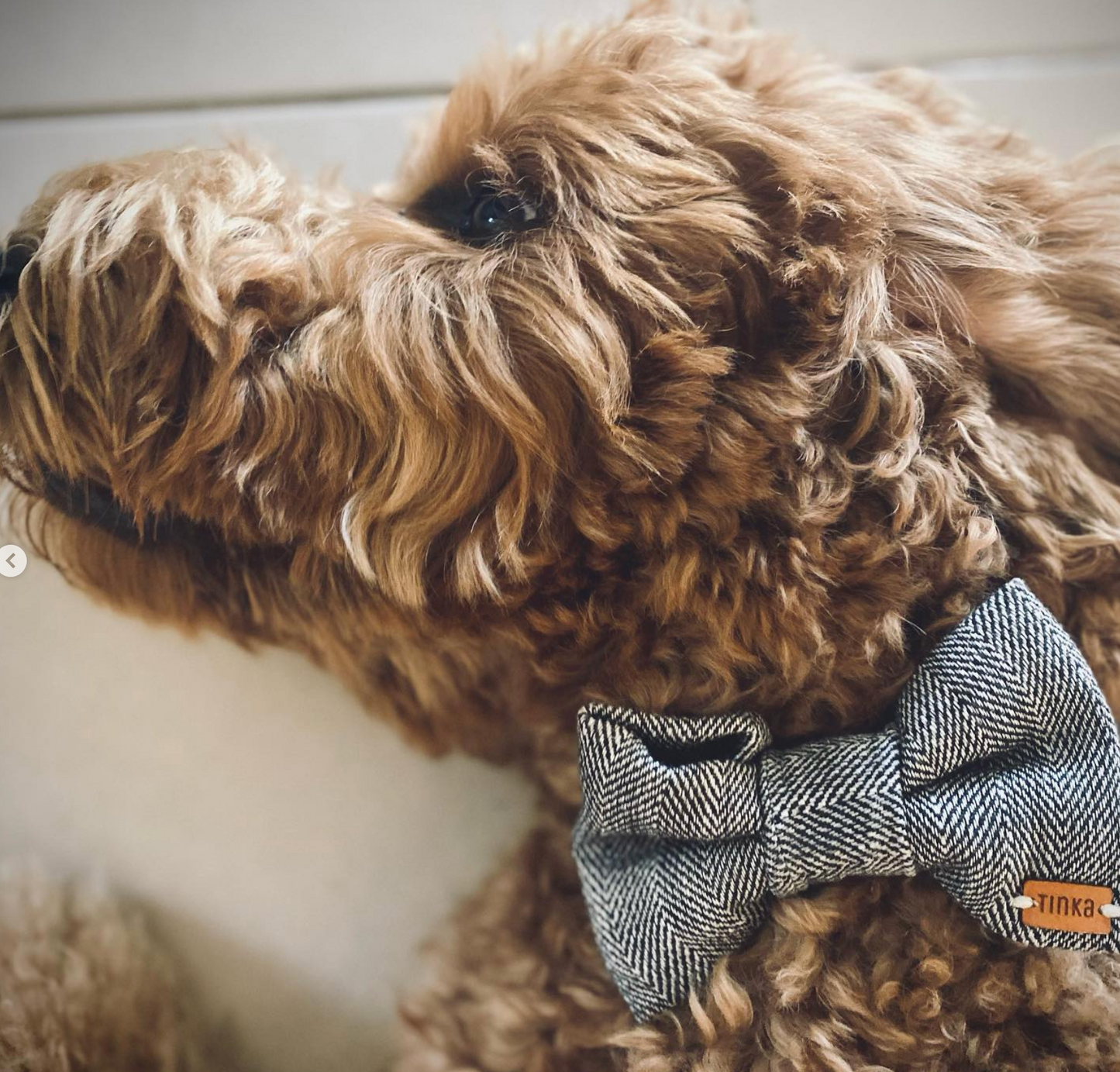 Grey - Herringbone Wool Blend - Dog Bow-Ties