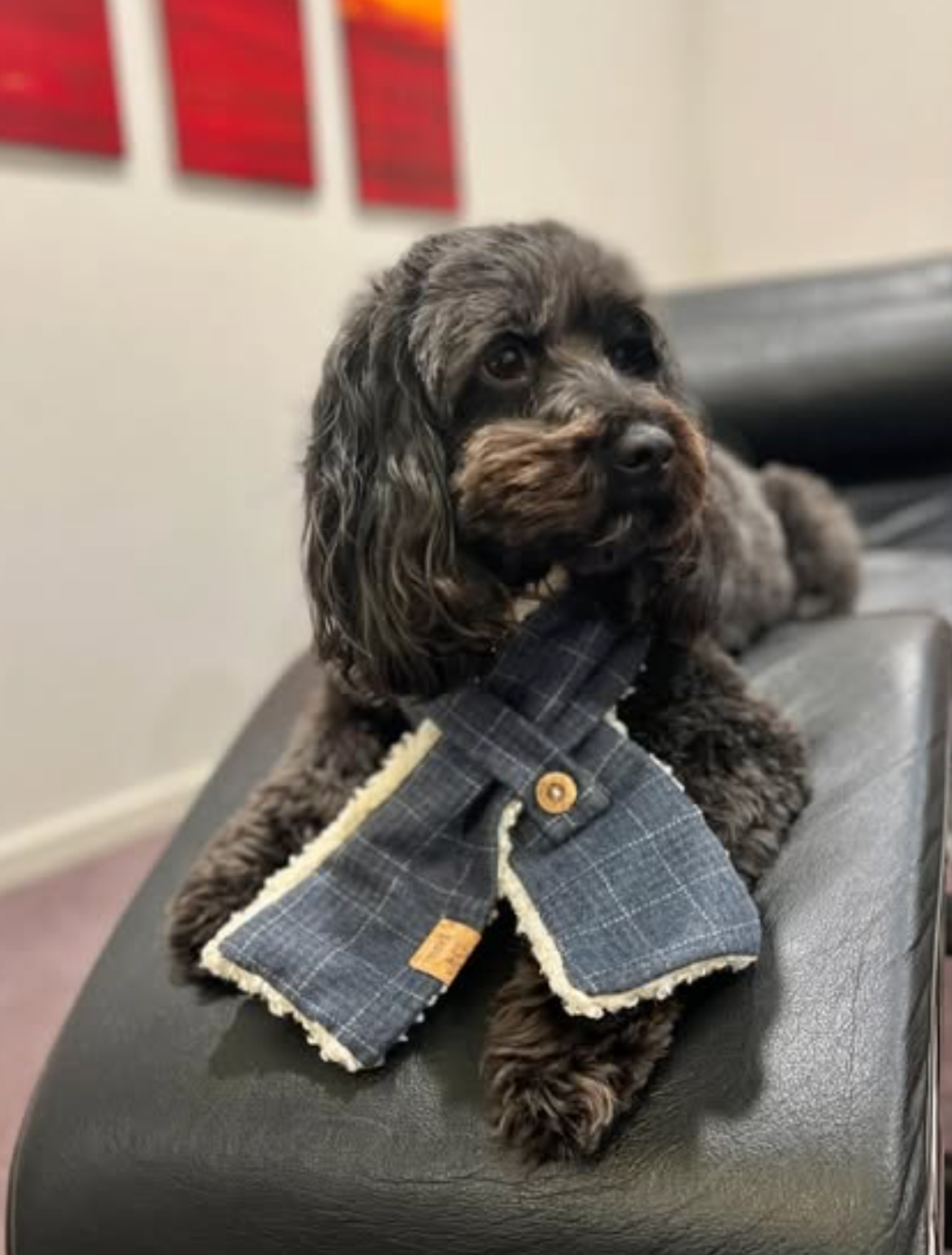 Winter | Limited Edition - Dog Scarf
