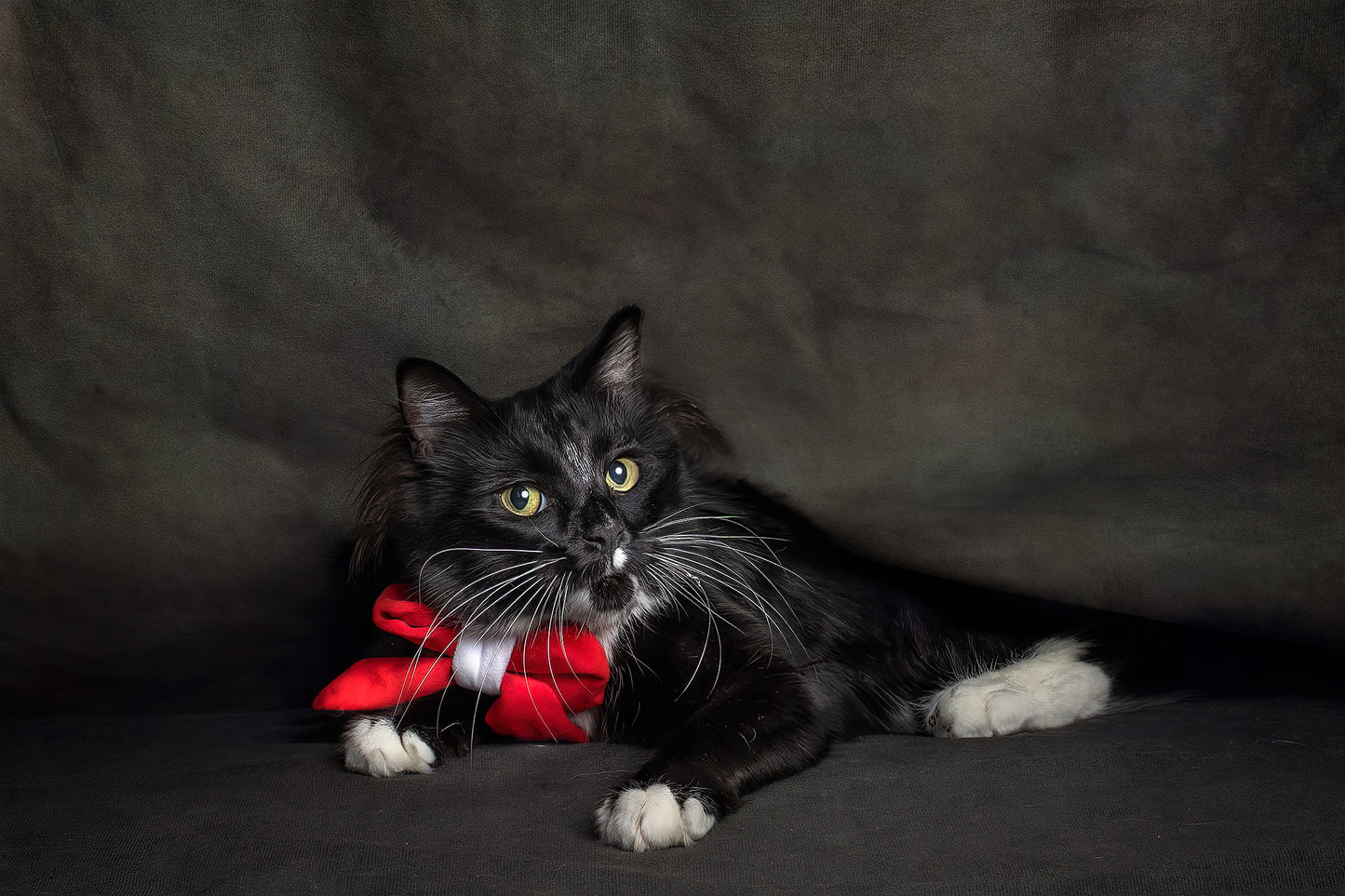 Sailor Christmas Bow-Ties