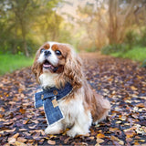 Winter | Limited Edition Dog Scarf — Handmade in Australia