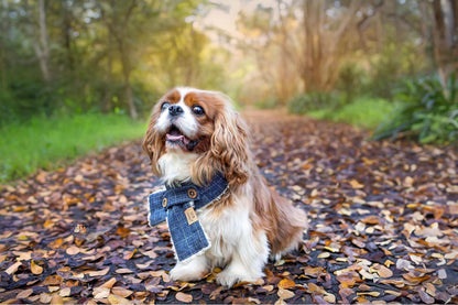 Winter | Limited Edition - Dog Scarf