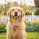 A multicolored checkered dog bow-tie in shades of pink and yellow, displayed on a gray background.