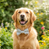 A blue checkered dog bow-tie with a white bone pattern and a label showing 'Easter Blue - Dog Bow-Ties'.