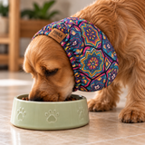A Cocker Spaniel dog wearing a colorful patterned pet snood eating from a light green ceramic bowl on a tiled floor.