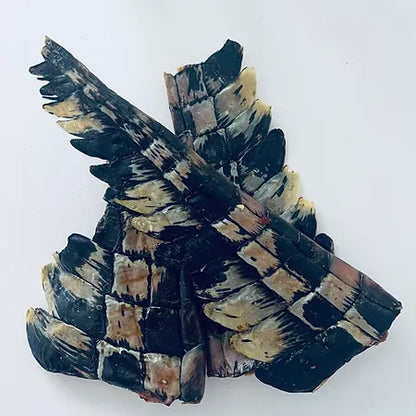 Crocodile Tails