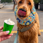 A Cocker Spaniel dog wearing a colorful floral-patterned snood to keep his ears clean while eating a  green cup of soft ice cream in the foreground.