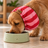 A Cocker Spaniel dog wearing a pink and red striped pet sood sits at a light green ceramic bowl, eating food in a home setting.