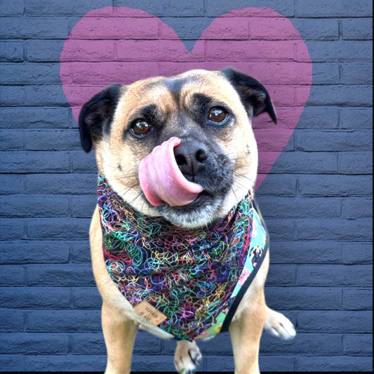 Rainbow Swirl | Dog Bandana