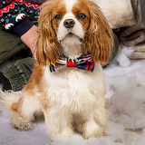 Christmas Blue & Red Tartan Print Edit Dog Bow Tie  — Handmade in Australia