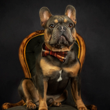 Marmalade Wool Plaid Dapper Edit Dog Bow Tie — Handmade in Australia