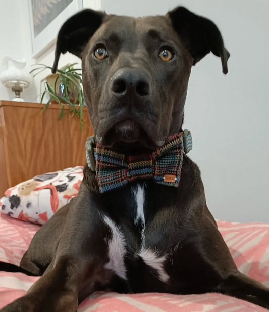 Multi Coloured Financier Plaid - Premium Dapper Dog Bow-Ties