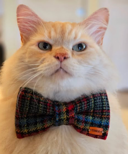 Multi Coloured Financier Plaid - Premium Dapper Dog Bow-Ties