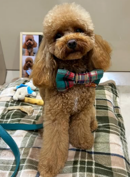 Green Yarn Tartan - Dog Bow-Ties
