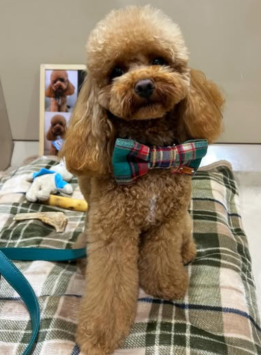 Green Yarn Tartan - Dog Bow-Ties