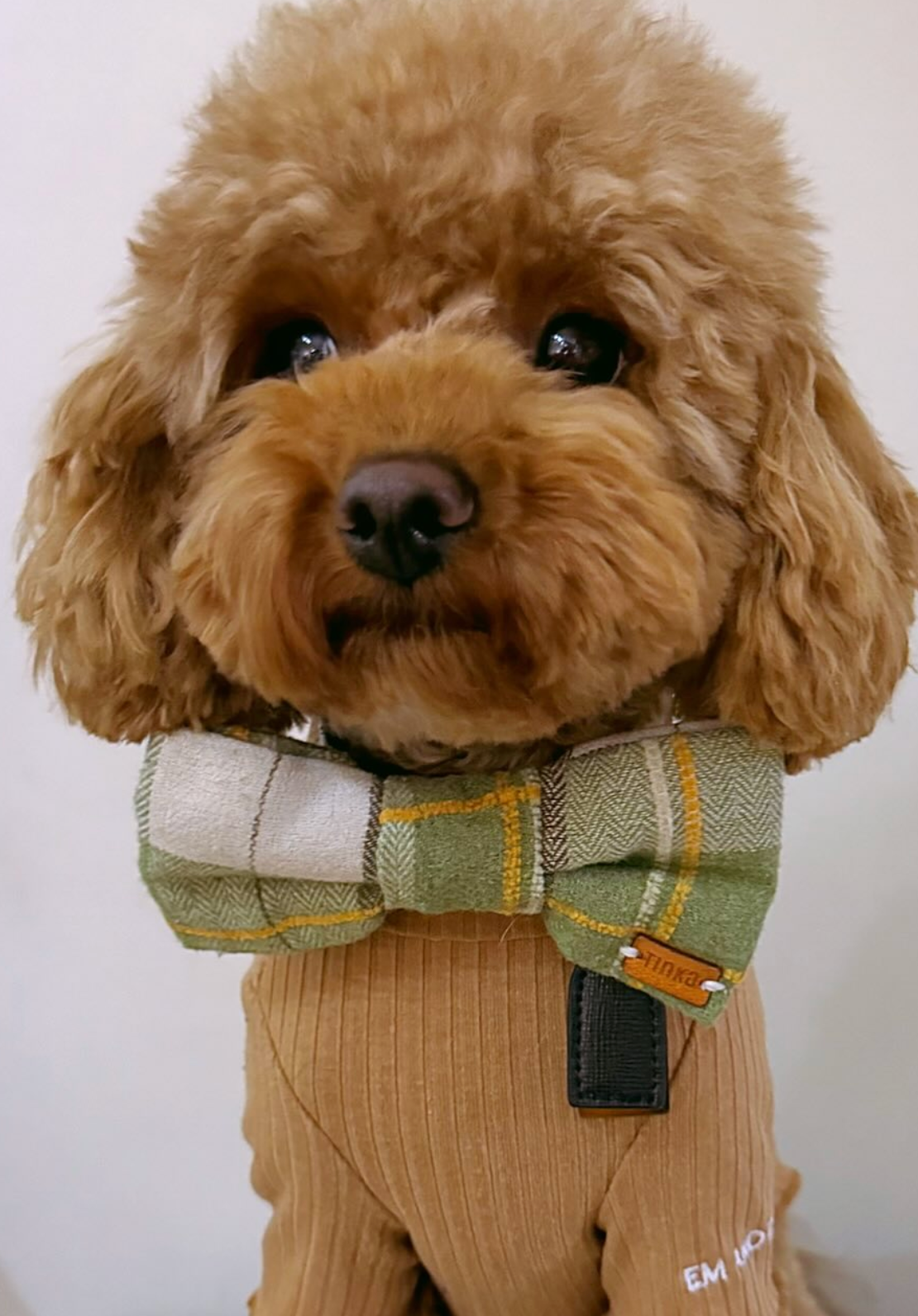 Green & Grey Yarn Tartan - Dog Bow-Ties