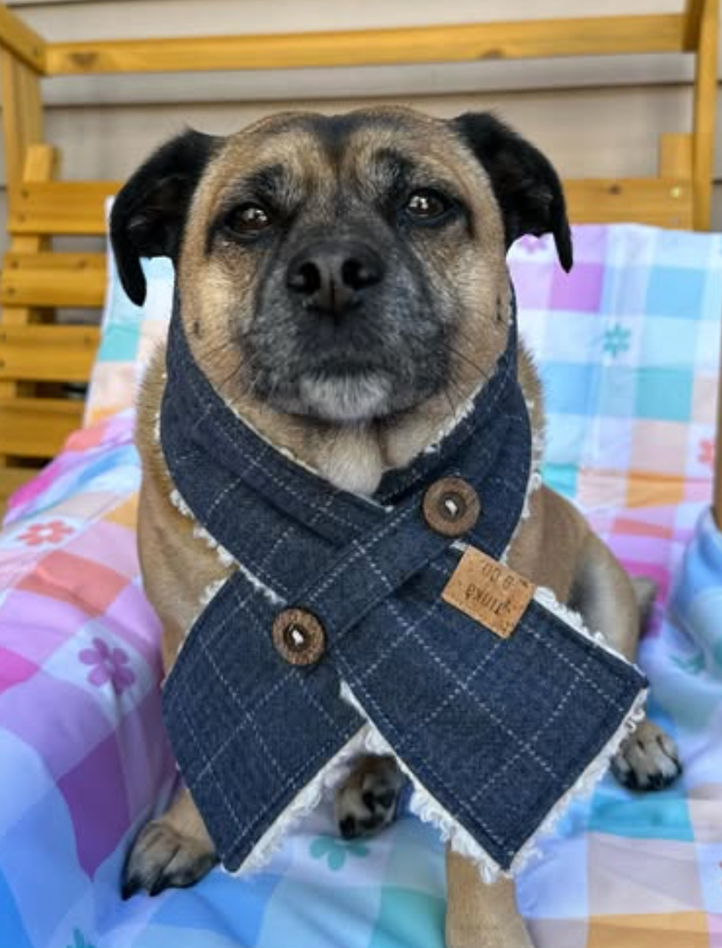 Winter | Limited Edition - Dog Scarf