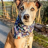 Koala Wattle Dog Bandana — Handmade in Australia