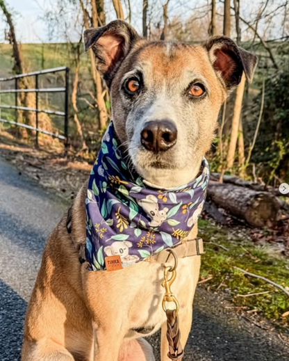 Koala Wattle | Dog Bandana