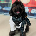 A black fluffy dog wearing a white shirt, a black quilted harness with 'TFL' embroidered on it, and a green plaid scarf, sitting indoors against a colorful cartoon backdrop.