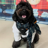 A black fluffy dog wearing a white shirt, a black quilted harness with 'TFL' embroidered on it, and a green plaid scarf, sitting indoors against a colorful cartoon backdrop.