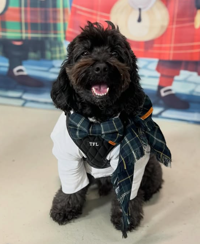 A black fluffy dog wearing a white shirt, a black quilted harness with 'TFL' embroidered on it, and a green plaid scarf, sitting indoors against a colorful cartoon backdrop.