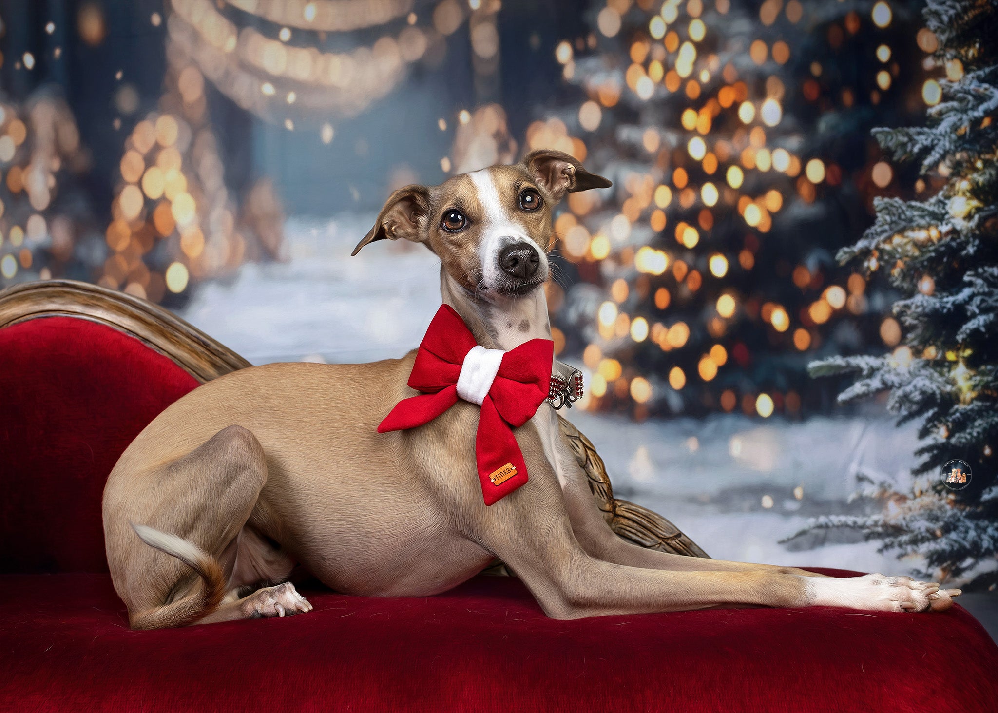 Sailor Christmas Print Edit Dog Bow Tie — Handmade in Australia