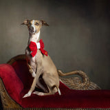 Sailor Christmas Print Edit Dog Bow Tie — Handmade in Australia