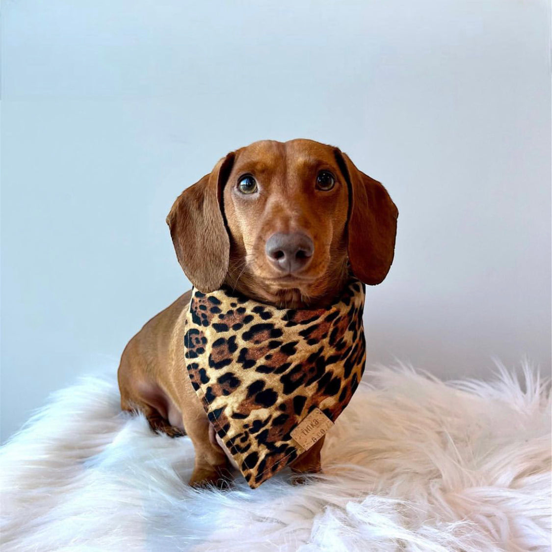 Leopard Dog Bandana — Handmade in Australia