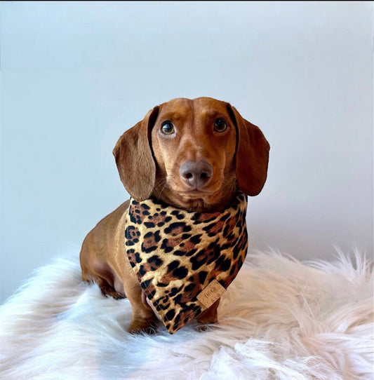 Leopard Dog Bandana — Handmade in Australia