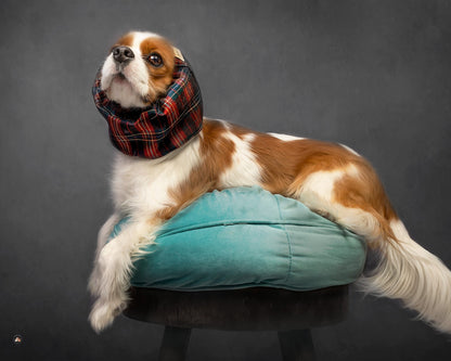 Dapper | Snood