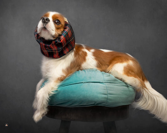 Dapper | Snood