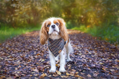 Yorkshire Houndstooth | Dapper Dog Bandana