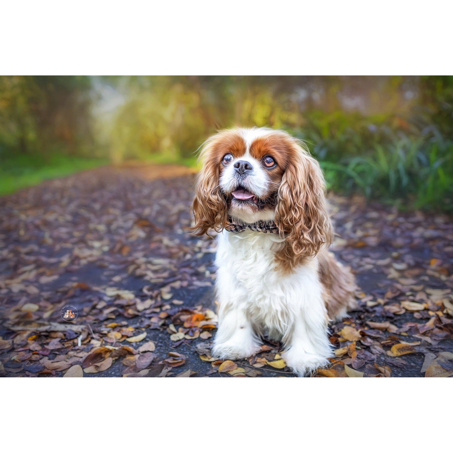 Yorkshire Houndstooth | Premium Dapper Dog Bow-Ties