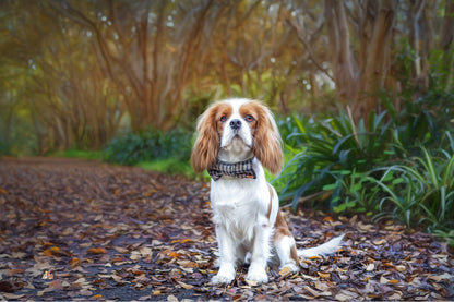 Yorkshire Houndstooth | Premium Dapper Dog Bow-Ties