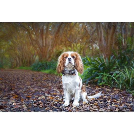 Yorkshire Houndstooth | Premium Dapper Dog Bow-Ties