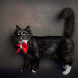 Sailor Christmas Print Edit Dog Bow Tie — Handmade in Australia