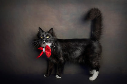 Sailor Christmas Bow-Ties