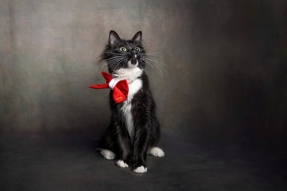 Sailor Christmas Bow-Ties