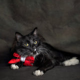 Sailor Christmas Print Edit Dog Bow Tie — Handmade in Australia